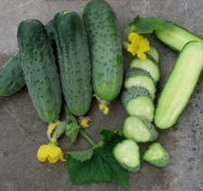 Gurkensamen Aristokrat F1