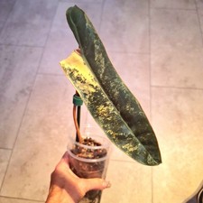 Philodendron Billietiae