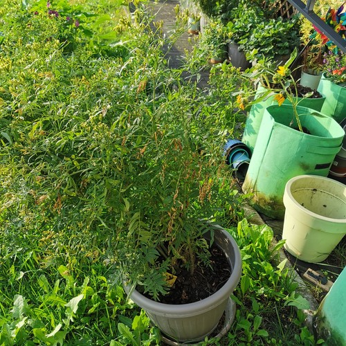 Tagetes minuta blühende - tagetes,