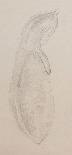 Bruno héroux gurke studie - bruno,