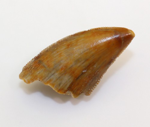Raubsaurier majungosaurus - raubsaurier,,