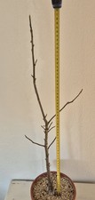 Adansonia digitata baobab - digitata,