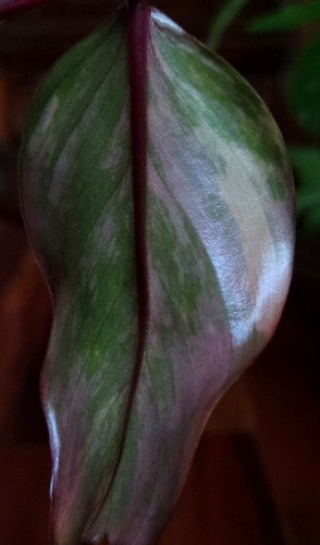 Rare philodendron strawberry - philodendron,