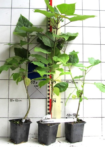 Catalpa ovata chinesischer - ovata,