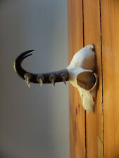 Schädel Knochen Horn Deko Gams Gämse Gemse Geweih Aufhängung Schmuckständer
