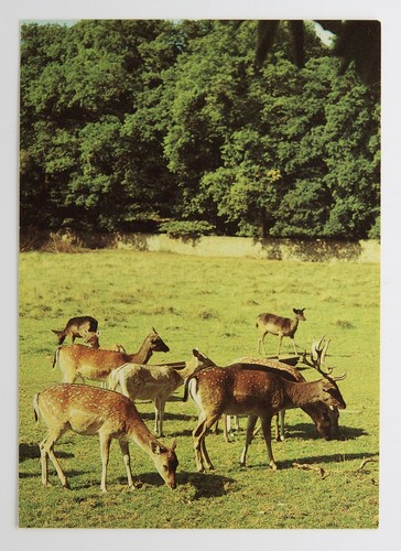 Postkarte moritzburg - –,