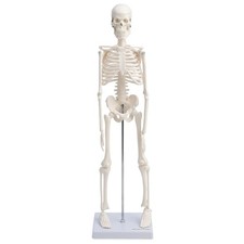 Mini Skelett Anatomie Modell