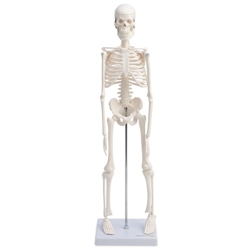 Mini skelett anatomie modell - mini,