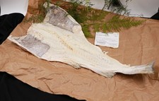 Stockfisch Bacalao Bacalhau