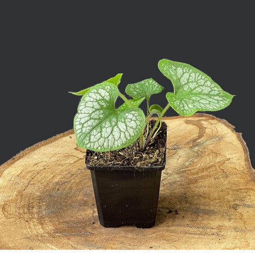 Brunnera macrophylla jack - brunnera, 'jack