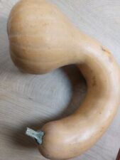 Kürbis Tahiti Melon -