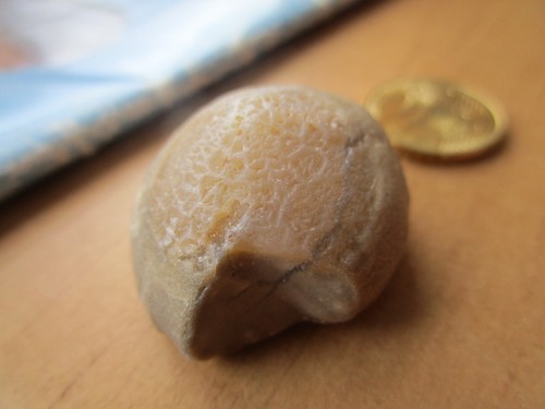 Versteinerter seeigel mit - seeigel,