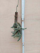 Tillandsia tricholepis clumps