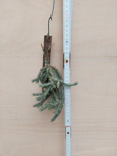 Tillandsia tricholepis clumps