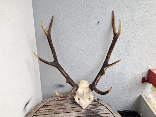 Hirschschlachten elaph cervus - elaph;,