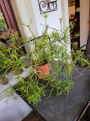 Rhipsalis grosse alte pflanze - rhipsalis,