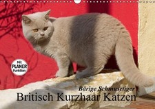 Bärige Schmusetiger - Britisch Kurzhaar Katzen (Wandkalender 2014 DIN A3 qu