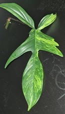 Stammsteckling philodendron florida beauty variegata 