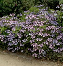 Teller Hortensie Koreana