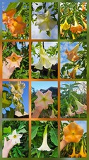  4 Engelstrompeten-Stecklinge Brugmansia + 4 Engelstrompeten Samen