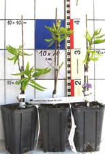 Edelkastanie  -- Fruchtsorte