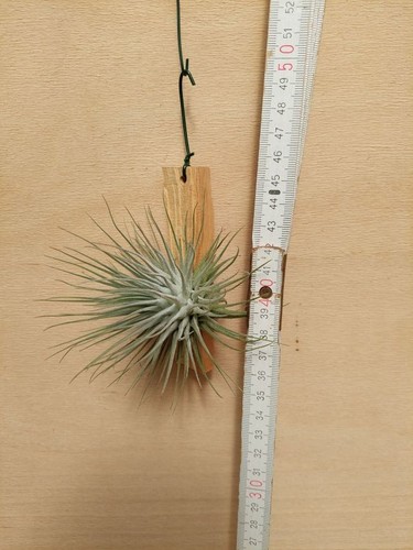 Tillandsia fuchsii var