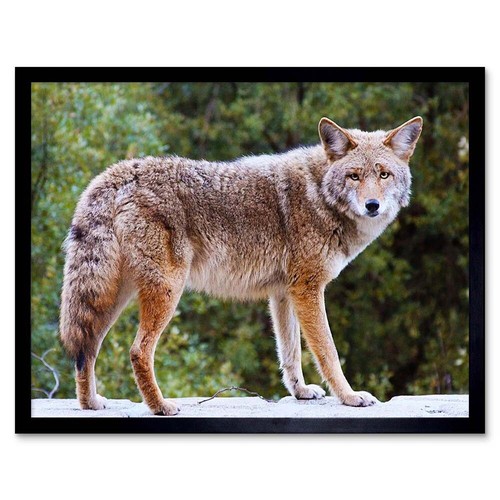 Tierfotografie kojote wildhund - tierfotografie,