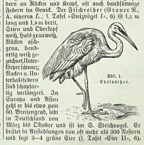 Alte lithographie graureiher - alte, lithographie,