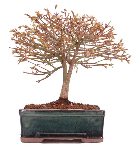 Bonsai acer palmatum - bonsai,