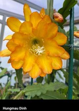 Epiphyllum "Ron Crain", grosse, kräftige junge Pflanze zu verkaufen