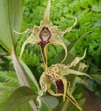 duft Orchidee Dendrobium alexandrae /warm. Versand