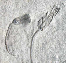 Karbon  Cosmetocrinus &