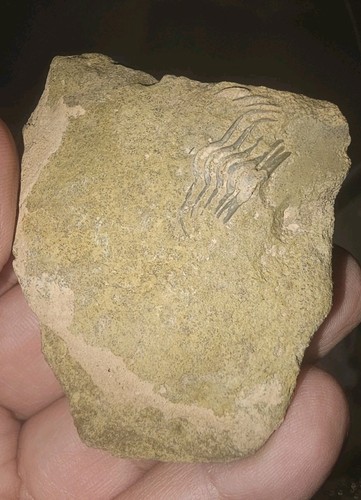 Unvollständiger trilobit - unvollständiger,