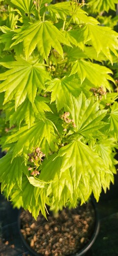 Acer shirasawanum aureum - shirasawanum,