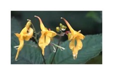 10x impatiens longiloba - impatiens,
