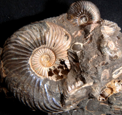 Ammonit fossilien - ammonit,