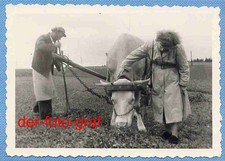 Foto, alte Landwirtschaft, Heuernte, Bauer, Zugochse mit Leiterwagen, um 1938 !