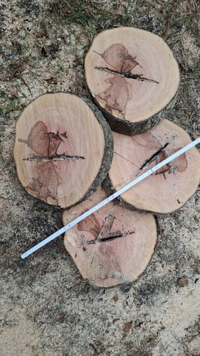 Holzscheibe buche tolle optik - buche,
