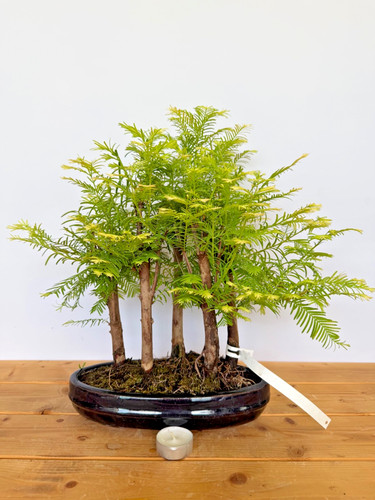 Bonsai metasequoia - bonsai, /