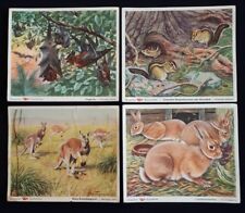 VOSS Margarine Kunstbilder für *Band ll * Serie 3/SÄUGETIERE/ 4 Sammelbilder 