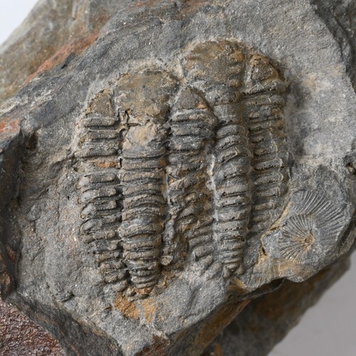 Trilobit placoparia tournemini - trilobit,