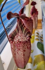 Nepenthes veitchii x