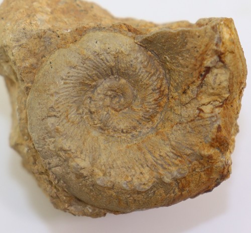 Schnecke omphalocirrus - schnecke,,