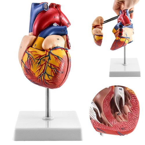 Herzmodell anatomisches - 1:1,