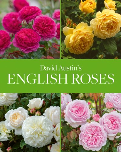 David austin english roses - david,