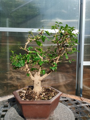 Bonsai lugustrun ovalifolium - lugustrun,