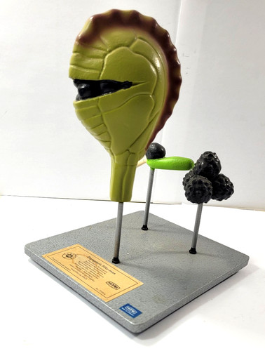 Somso wurmfarn sporenbildung - wurmfarn,,