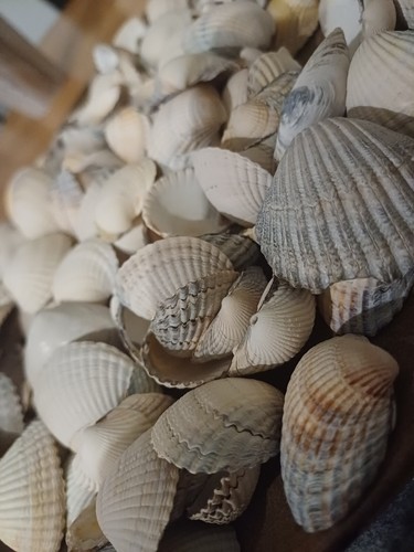 700g muscheln herzmuscheln - 700g,