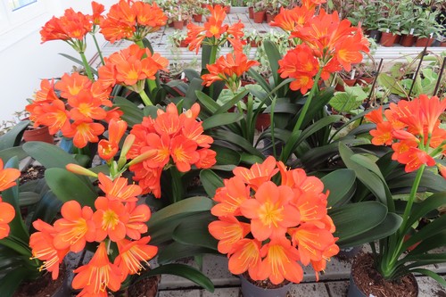 Clivia clivie klivie miniata - clivia,