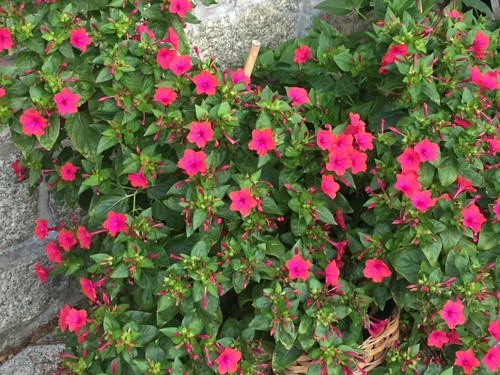 Wunderblume samen - ---, 30+